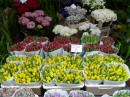 Amsterdam - il Mercato dei fiori