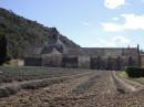 Senanque - l'Abbazia Cistercense e i campi di lavanda