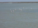 Camargue - i fenicotteri rosa