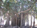 Palermo - Villa Garibaldi, maestoso Ficus